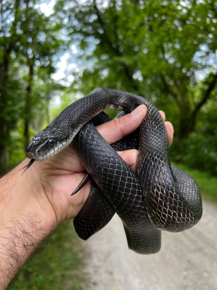 Black Rat Snake